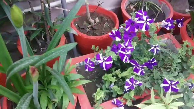 Amaryllis Lilly 👉 Evergreen flowering plants // Spring season flowers смотреть онлайн