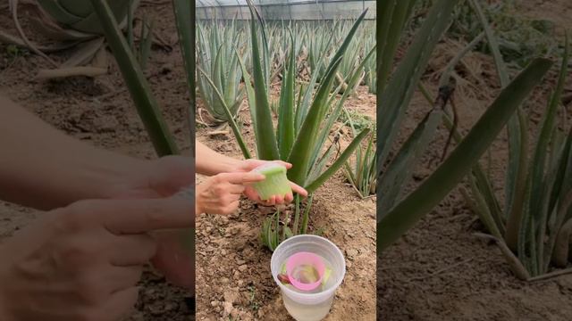 Full Steps Of Making Aloe Vera Mask #satisfying #short