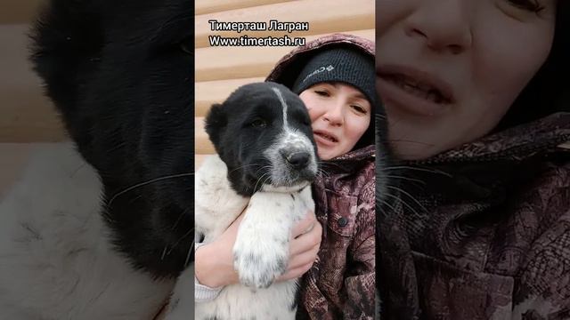 Тимерташ Лагран (резерв) щенок среднеазиатская овчарка алабай питомника ТИМЕРТАШ свободные щенки смотреть онлайн