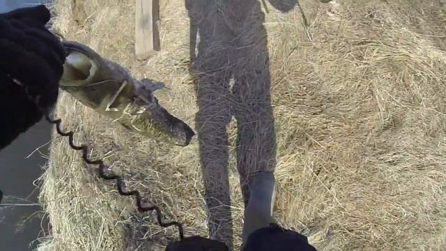 сомик на пехорке смотреть онлайн