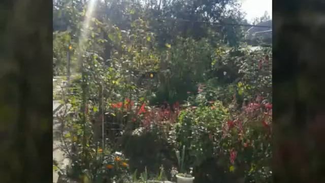 Видео про моего котенка??