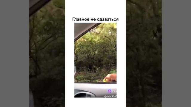 Никогда не сдавайся