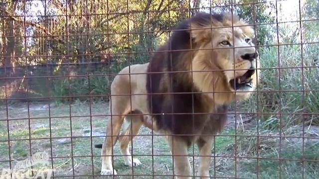 Лев против Тигра Кто громче рычит ? Рычание Тигра и Льва смотреть онлайн