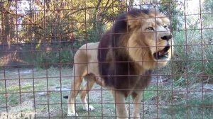 Лев против Тигра Кто громче рычит ?  Рычание Тигра и Льва