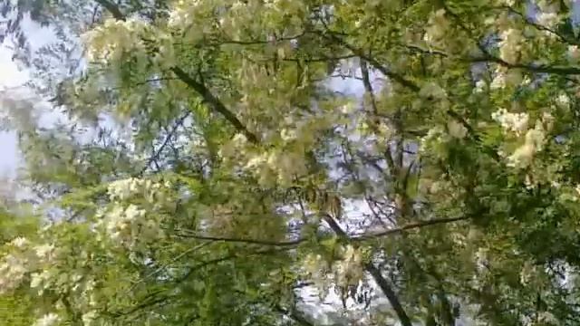 Цветет акация Acacia blossoms смотреть онлайн