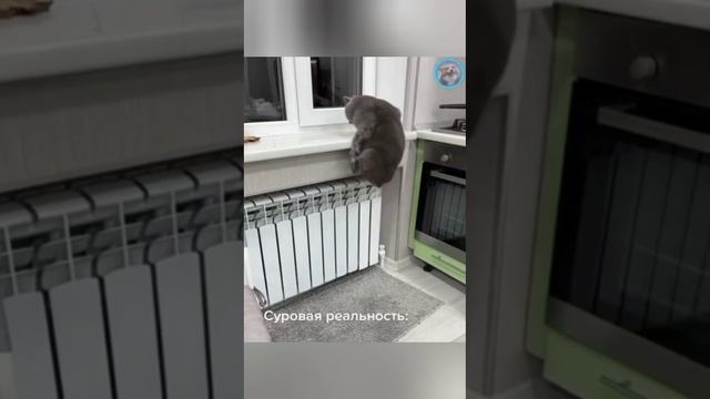 Приколы смотреть онлайн