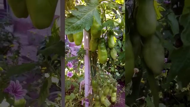 Урожайный томат"Казанова" смотреть онлайн