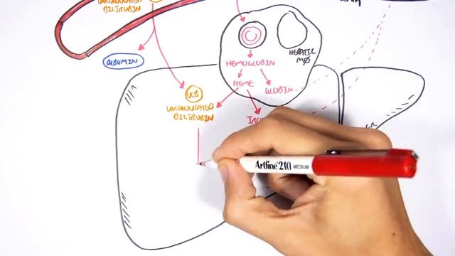 Bilirubin Metabolism.mp4 смотреть онлайн