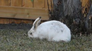 ЗВУКИ ЗАЙЦА| КРОЛИКИ | Крики зайцев