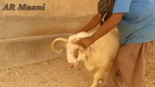 Power Full & Very Dangerous Sheep With 4 Horn || Fighter Sheep || SM Cattle Farm || Bakra Mandi смотреть онлайн