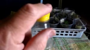 Подкармливаем нашу РАССАДУ ПОМИДОР, подсыпаем ЗЕМЛЮ