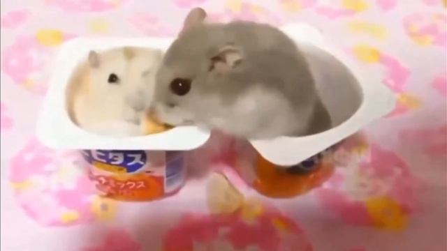 memes that help fuel the flames | ylyl 42 смотреть онлайн