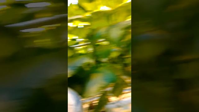 Огуречные джунгли смотреть онлайн