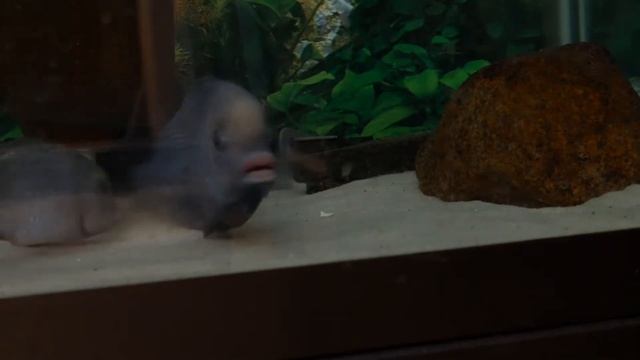 Cyrtocara Moorii Blue Dolphin Cichlid Spawning with Groovy Music смотреть онлайн