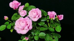 Как распускается роза Ламартин э Трессерв - Lamartine a Tresserve ((Dominique Massad  2015)