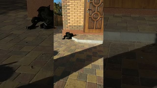 Утепление цоколя и нанесение мраморной крошки.(2)