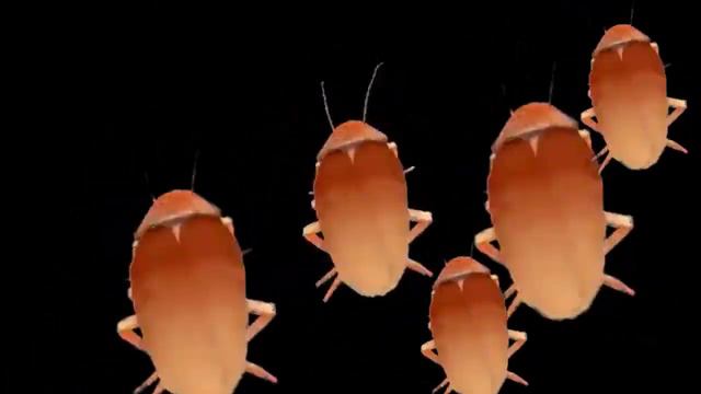 Таракан Сергей и его семья танцуют под мы таджики, мы носители корон смотреть онлайн