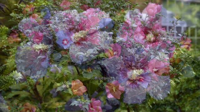 Cottage Farms Dazzling Design Double Delight Rose of Sharon on QVC смотреть онлайн