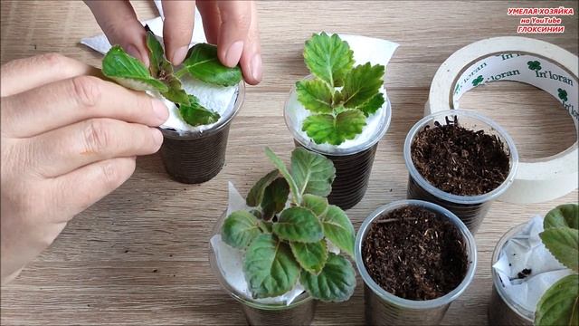 ВСЕ об УПАКОВКЕ и ПОЛУЧЕНИИ ПОСЫЛОК с ? Глоксиниями