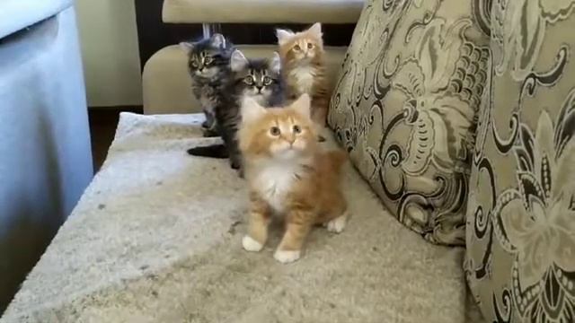 Сибирские котята смотреть онлайн