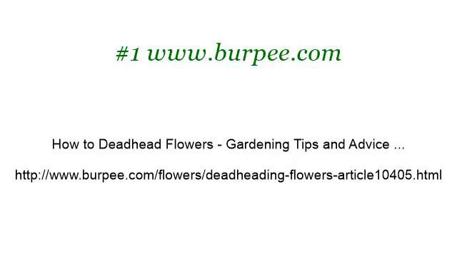 How-To Deadhead A Campanula смотреть онлайн