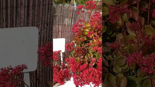 Огнём красным пылает каланхоэ,кто такого чуда не видел,полюбуйтесь.#красота_природы#каланхоэ_цветёт смотреть онлайн