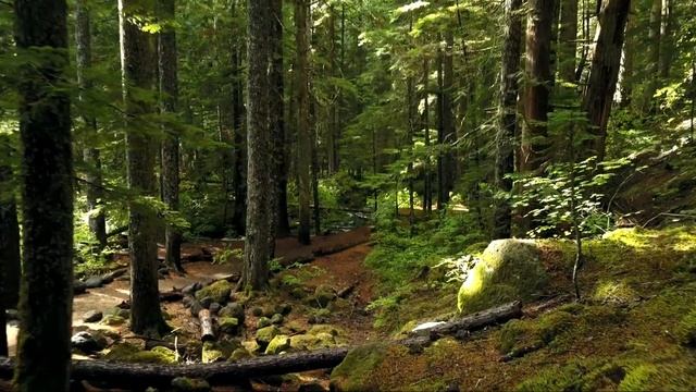 Forestation смотреть онлайн