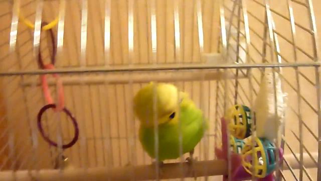 Один в клетке//Чем занят попугай? смотреть онлайн