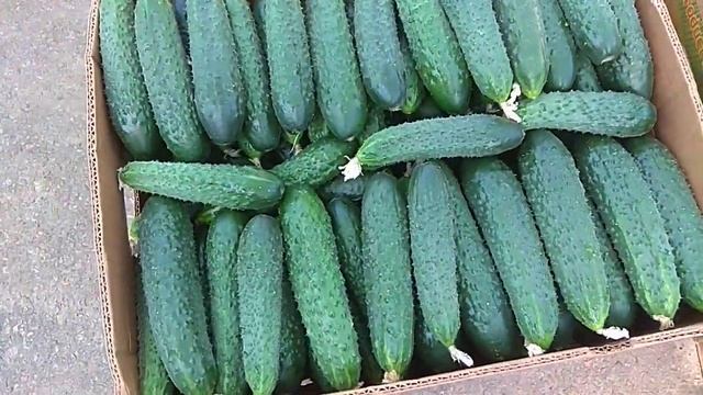Огірок який вражає своєю продуктивністю смотреть онлайн