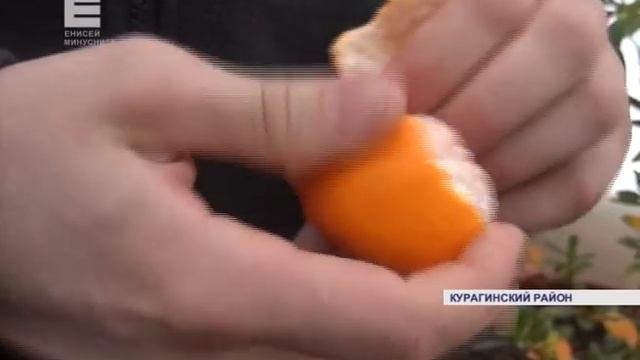 Фрукты и кактусы в сибирской тайге (Енисей Минусинск) смотреть онлайн