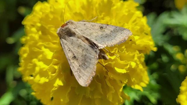 Прогулка по Нальчику с прекрасной музыкой смотреть онлайн