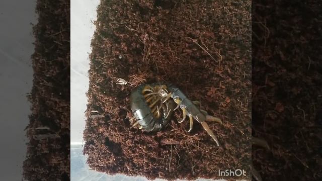 КОРМИМ СКОЛОПЕНДР! Scolopendras feeding/Centipede смотреть онлайн