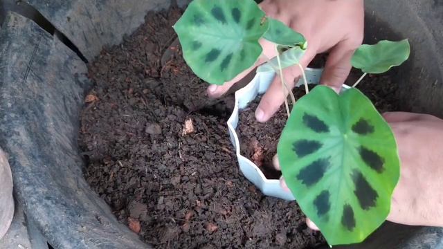 Black Spider Caladium | Mother Plant Daw, Propagation Turn Into Repotting смотреть онлайн