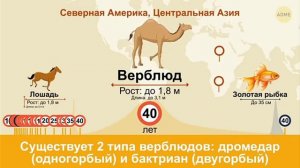 СКОЛЬКО ЖИВУТ ЖИВОТНЫЕ