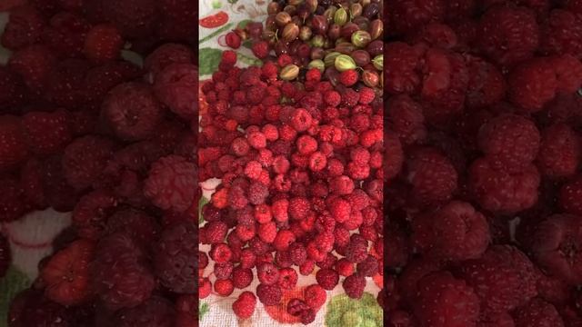 Шоу и Концерты