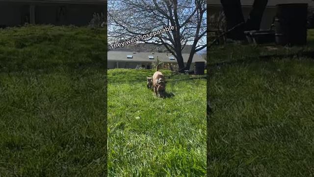 Farm dog raises a rejected lamb смотреть онлайн