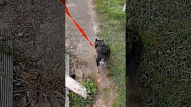 ? #рекомендации #трендытикток #щенок #МОЯИДЕЯВИДЕО смотреть онлайн