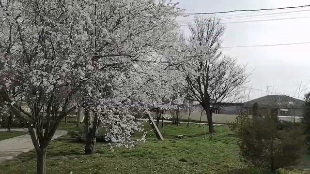 Пришла весна, цветет абрикос, 22-23 марта 2023 год. смотреть онлайн