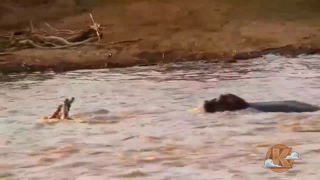 Бегемот напал на крокодила спасая зебру смотреть онлайн