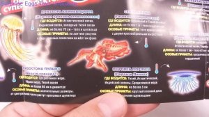 Tentacles & Co DeAgostini Медузы Осьминоги КАЛЬМАРЫ Пакетики СВЕТЯТ И МЕНЯЮТ ЦВЕТ ИГРУШКИ ДеАгостин