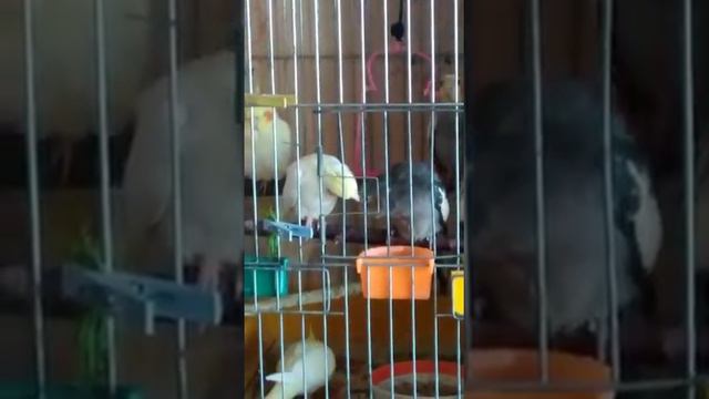 Семья корелл смотреть онлайн