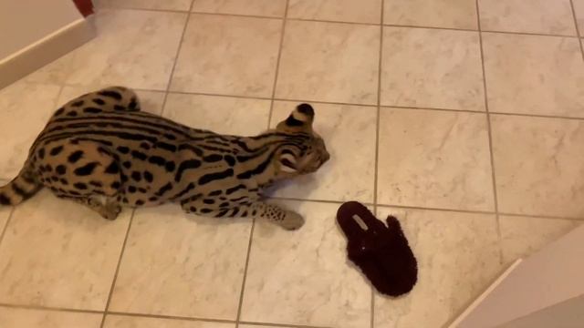 Serval Cat Compilations