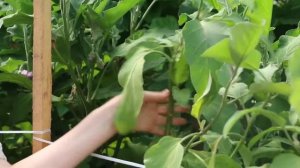 БАКЛАЖАН БАГИРА F1 Нежный вкус!