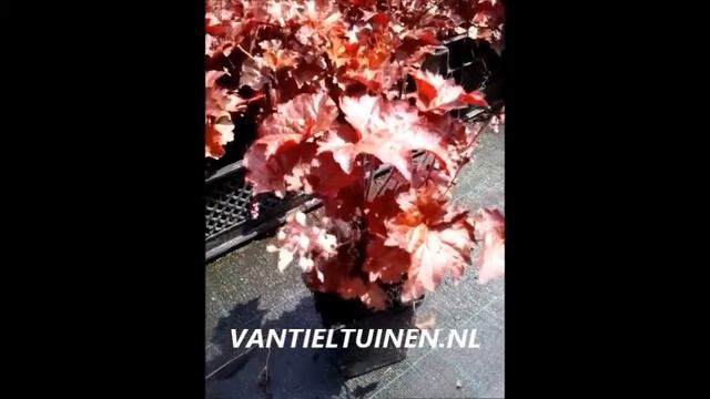 Heuchera micrantha Palace Purple смотреть онлайн