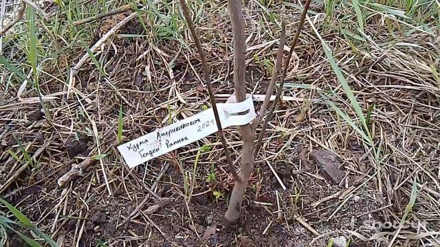 Хурма от Крутикова, печальный опыт! #хурма #хурмазимостойкая #саженцы