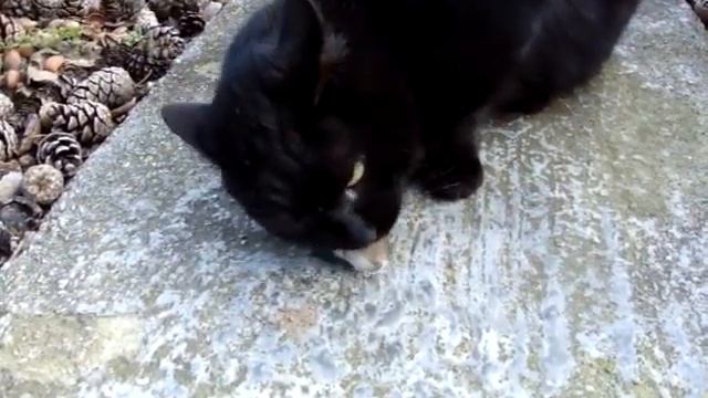 Завтрак аристократа - Коту повезло смотреть онлайн