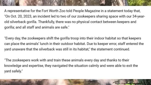 INSANE! Silverback Gorilla Turns On Zookeepers! смотреть онлайн