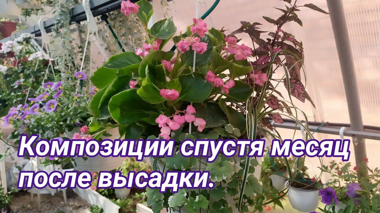 Композиции в кашпо спустя месяц после высадки. смотреть онлайн