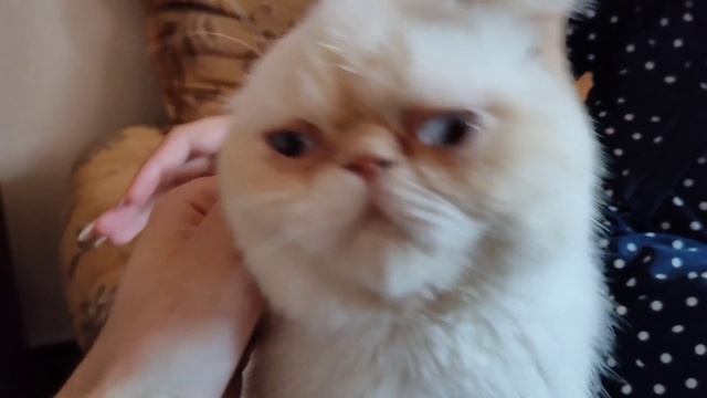 У КОТА ПРОБЛЕМНЫЕ ГЛАЗКИ и КАКОЙ КОРМ ЛУЧШЕ смотреть онлайн