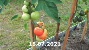 Томат Яблочный спас в нем всё эстетика вкус универсальность